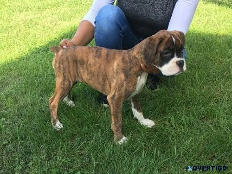 Well Socialized Boxer puppies