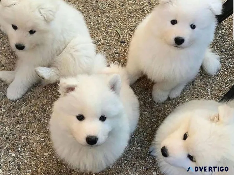 Healthy samoyed puppies