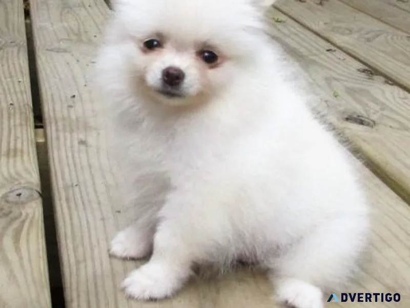 Healthy Pure Breed Tea Cup Poms