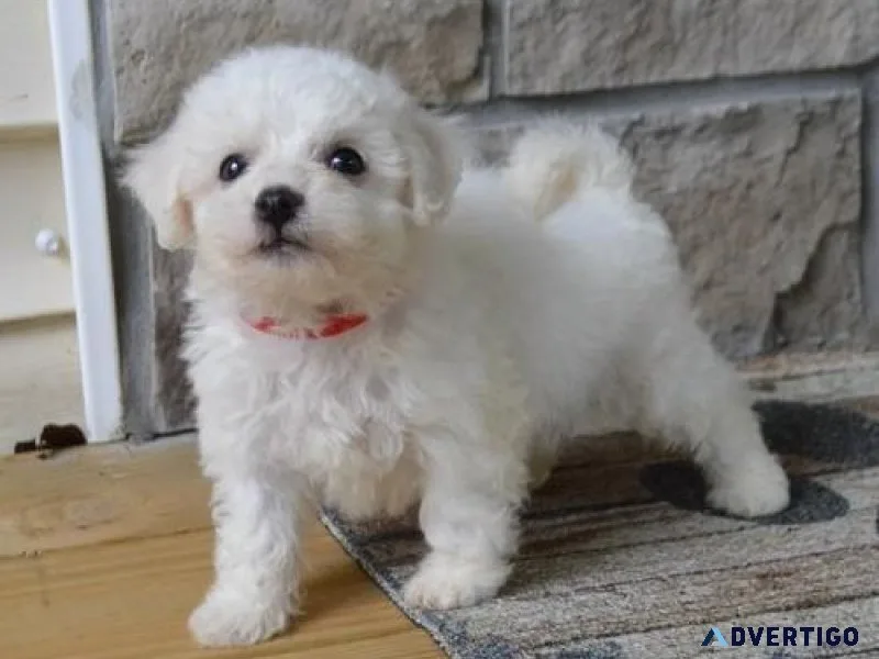 Adorable Bichon Frise puppies For adoption.
