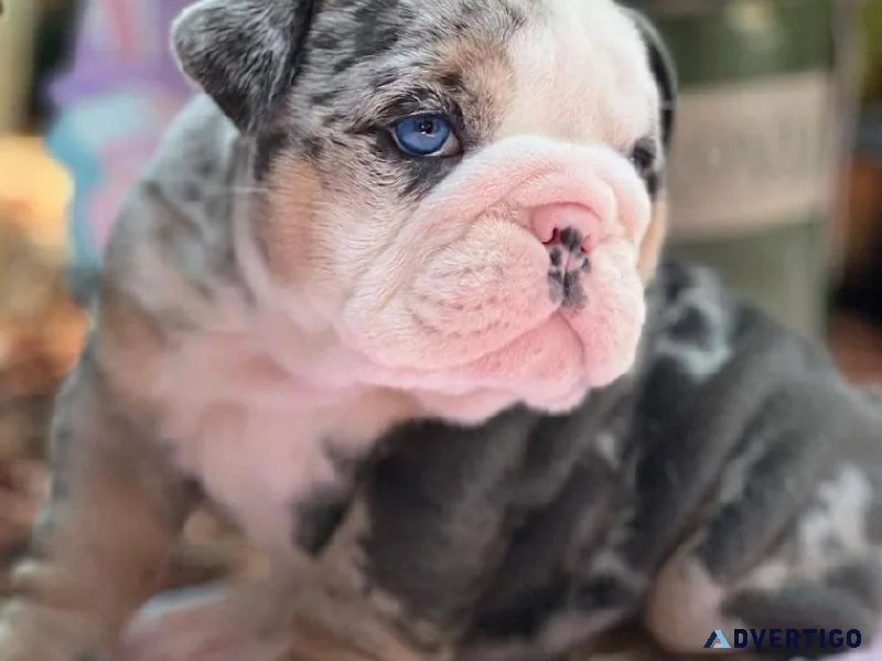 English Bulldog Adoption