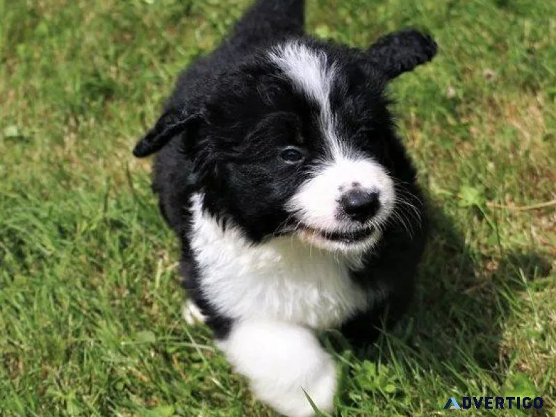 Playful Bernesedoodle puppies For adoption.