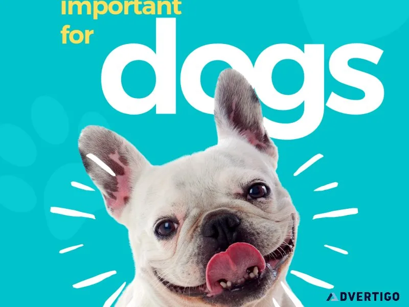 Dog Training Lewisville