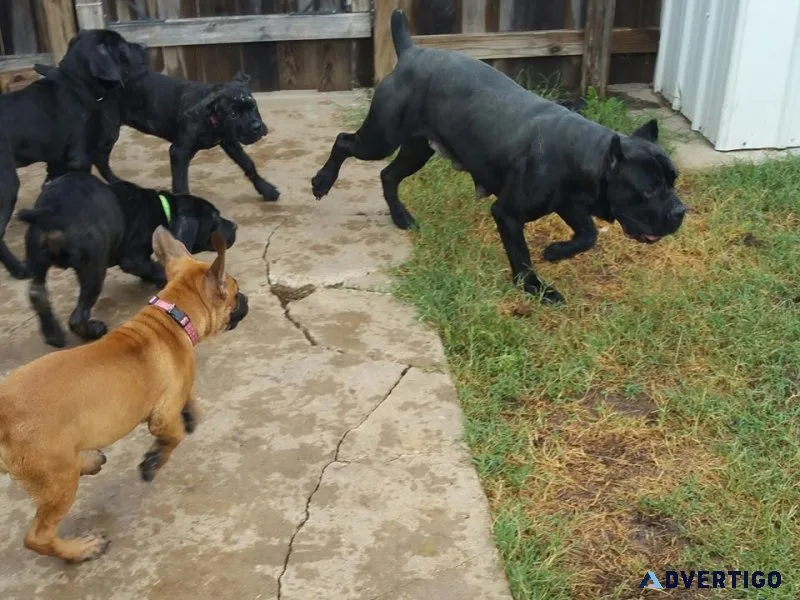 Home raised Cane Corso Puppies for adoption.