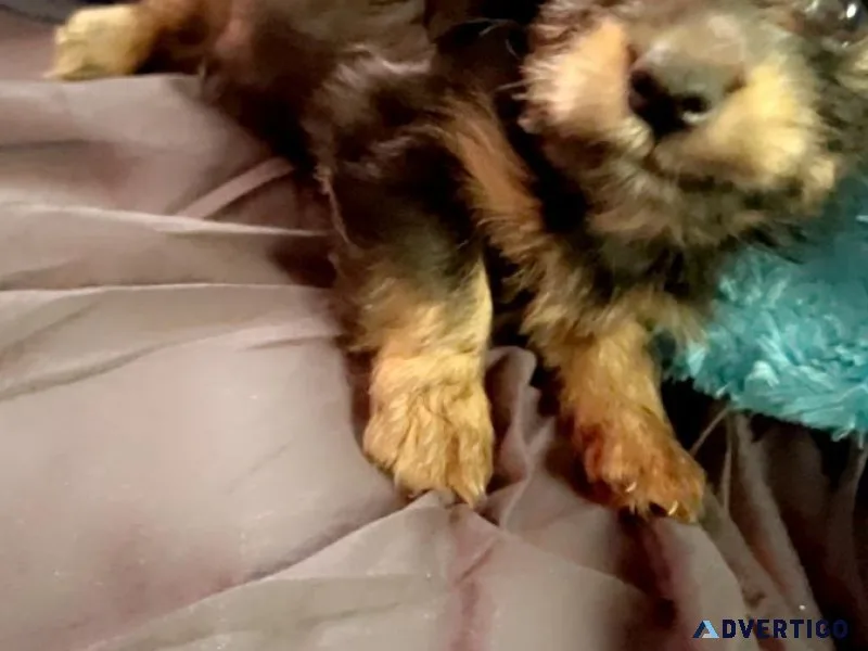 Toy Yorkies