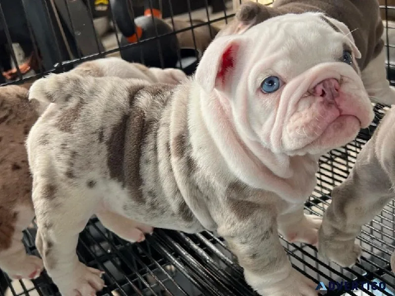 Two Lovely Bulldog Pups