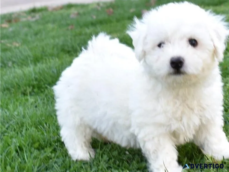 Potty Trained Bichon Frise puppies available