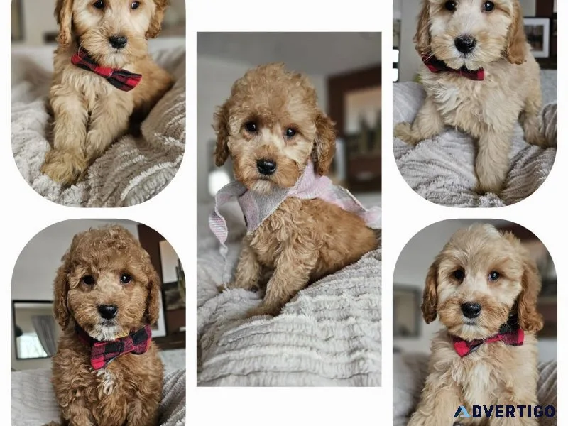 Gorgeous F1B Petite Mini Goldendoodle Puppies