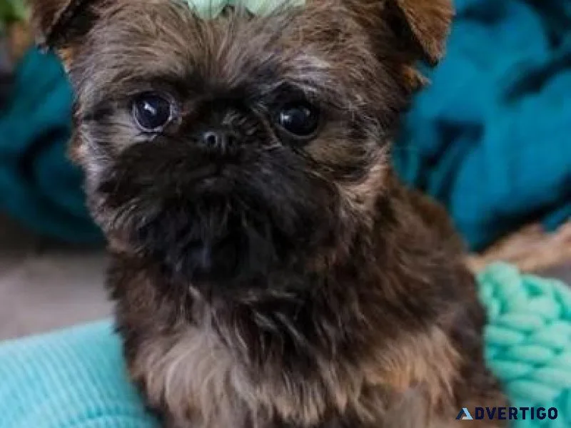 AKC reg. Brussels Griffon puppies available