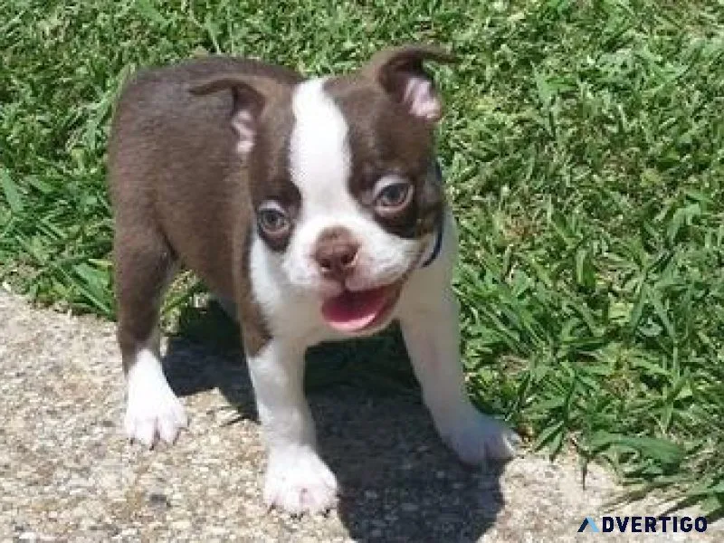 AKC reg. Boston Terrier puppies available
