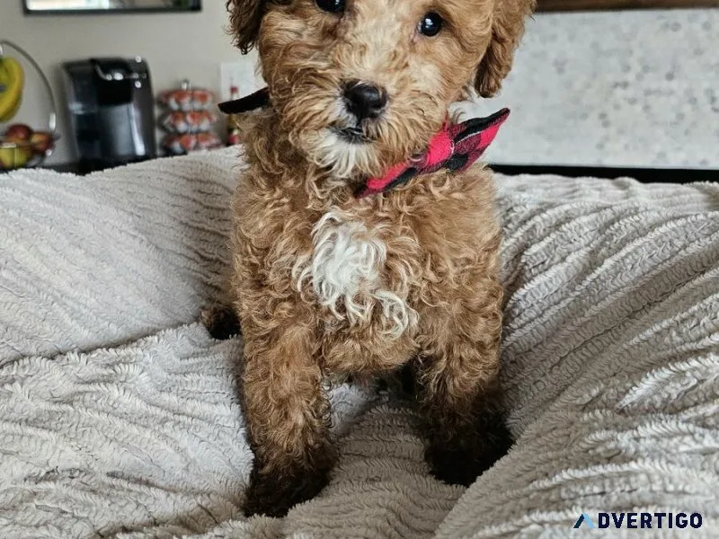 Gorgeous F1B Cavapoo Male Puppy - Ready Now