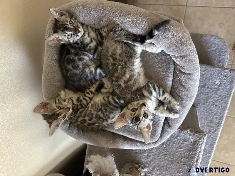 TICA Bengal Kittens
