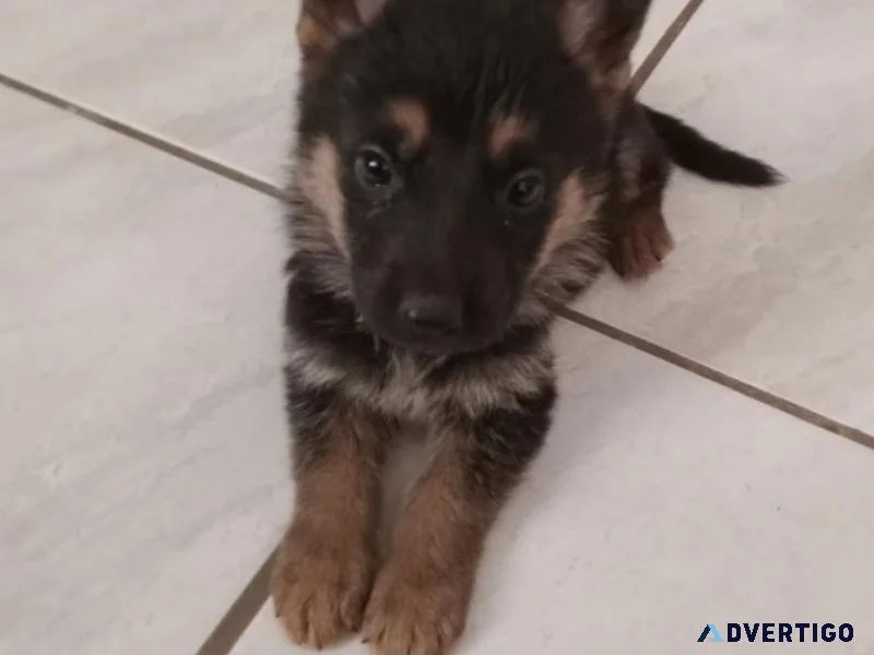 German Shepherd Puppies