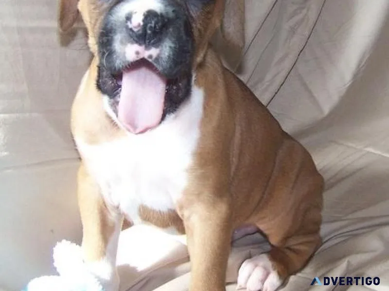 AKC reg. Boxer puppies available now