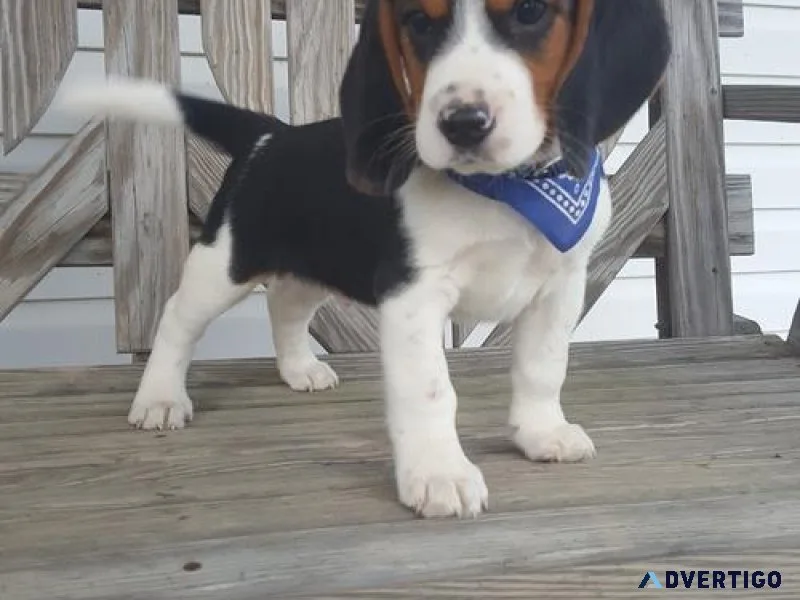 Gorgeous Beagle Puppies For Sale