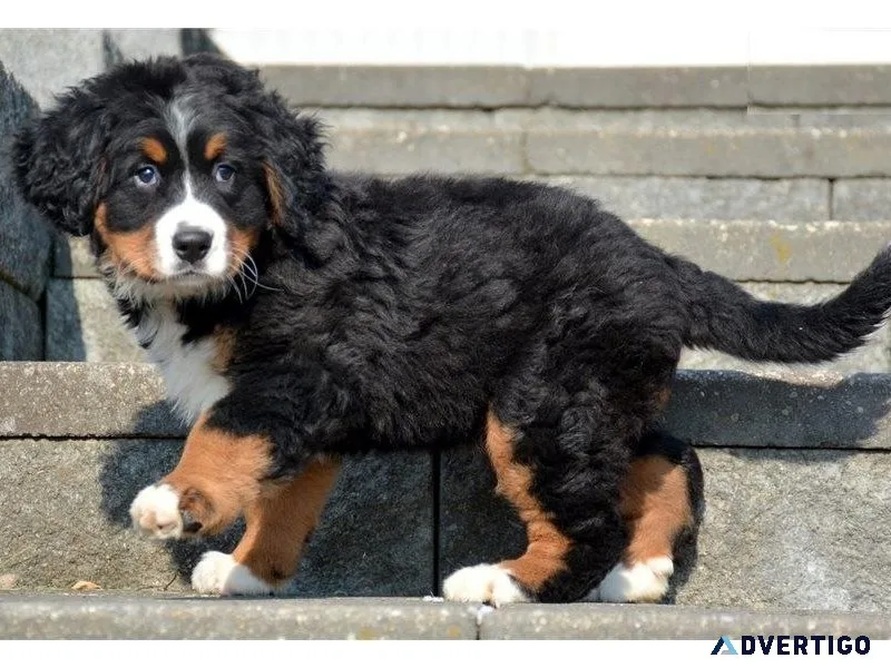 Gorgeous Bernese Mountain (Dog) puppies available