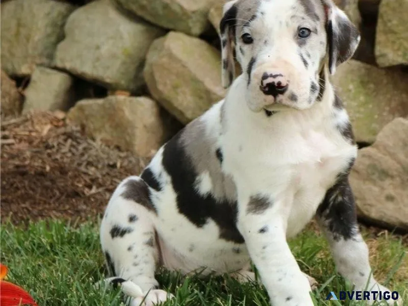Harlequin Great Dane boys and girls for adoption