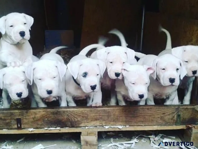 Adorable Dogo Argentino Puppies For Adoption