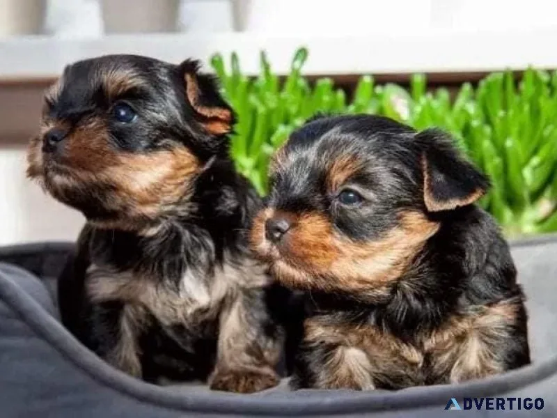 Tiny Teacup Yorkshire Terrier Puppies