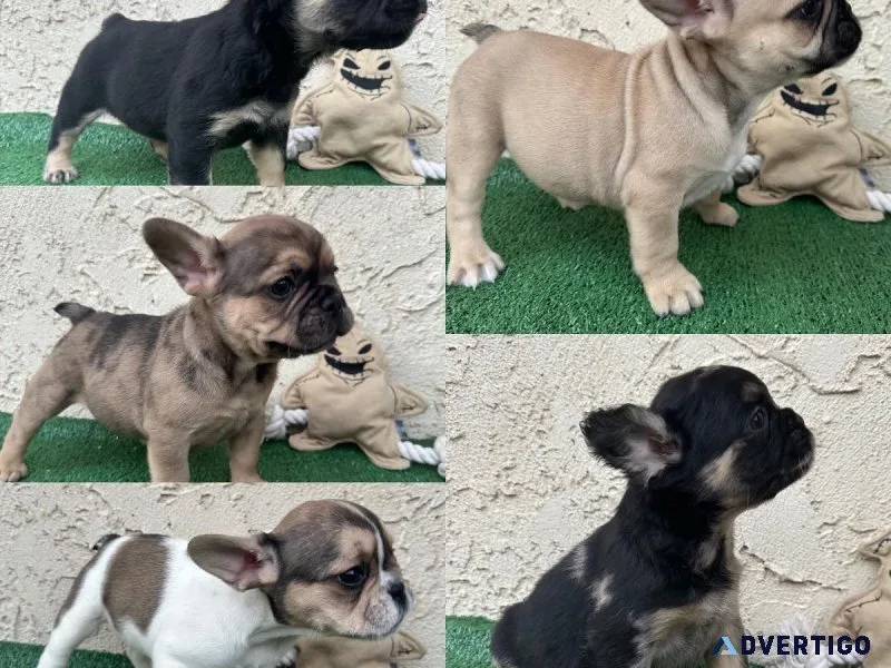 FrenchbuldogFluffy Frenchie