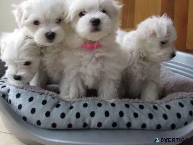 Super Cute Teacup Maltese Puppies