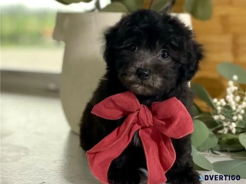 Gorgeous Havapoo boys and girls for adoption