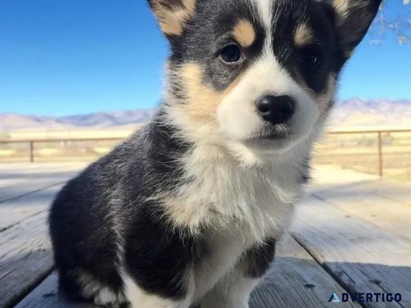 Full blooded Corgi Puppies For Adoption