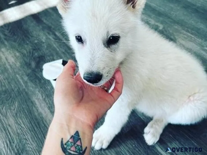 Well Trained White German Shepherd puppies for Adoption.