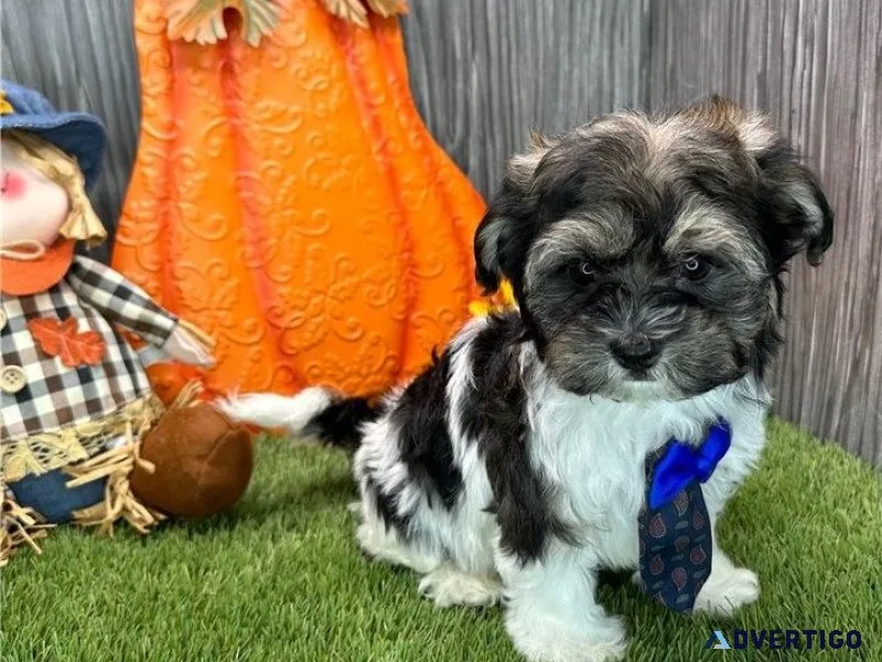 Beautiful Havanese boys and girls for adoption