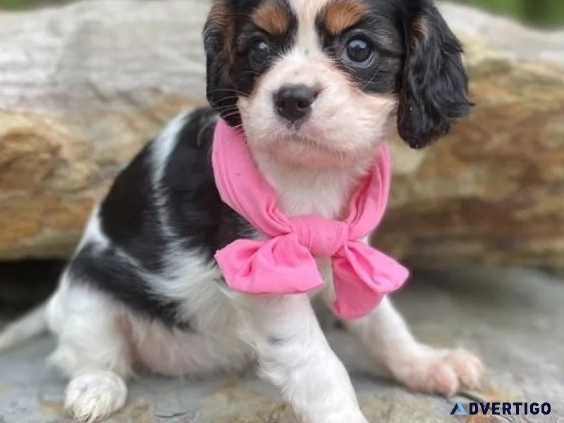 CKC Cavalier King Charles Spaniel Puppies for adoption