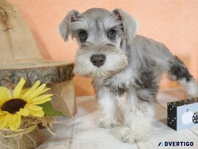 Gorgeous Miniature Schnauzer Puppies For Adoption