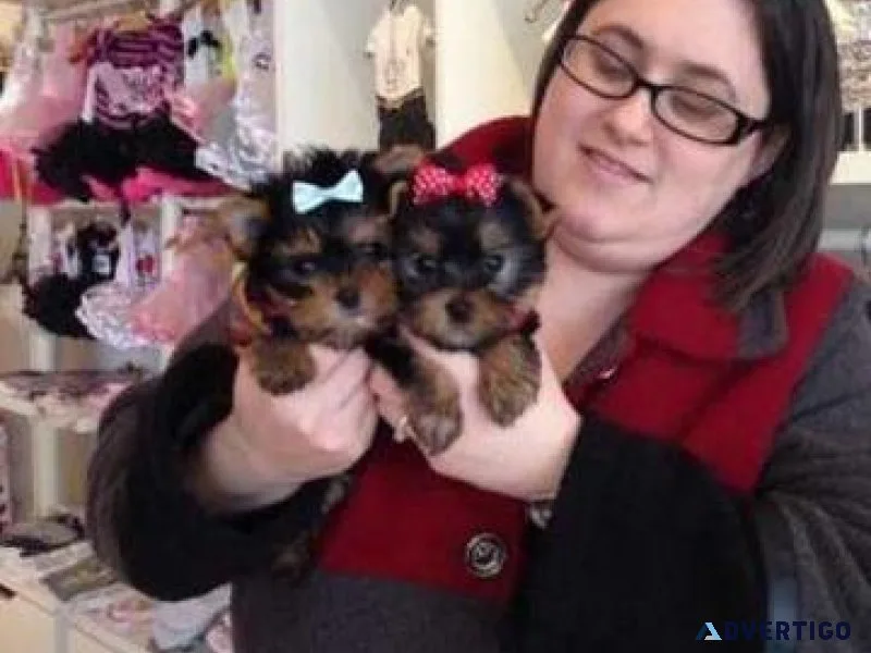 Home Trained Teacup Yorkie Puppies Available