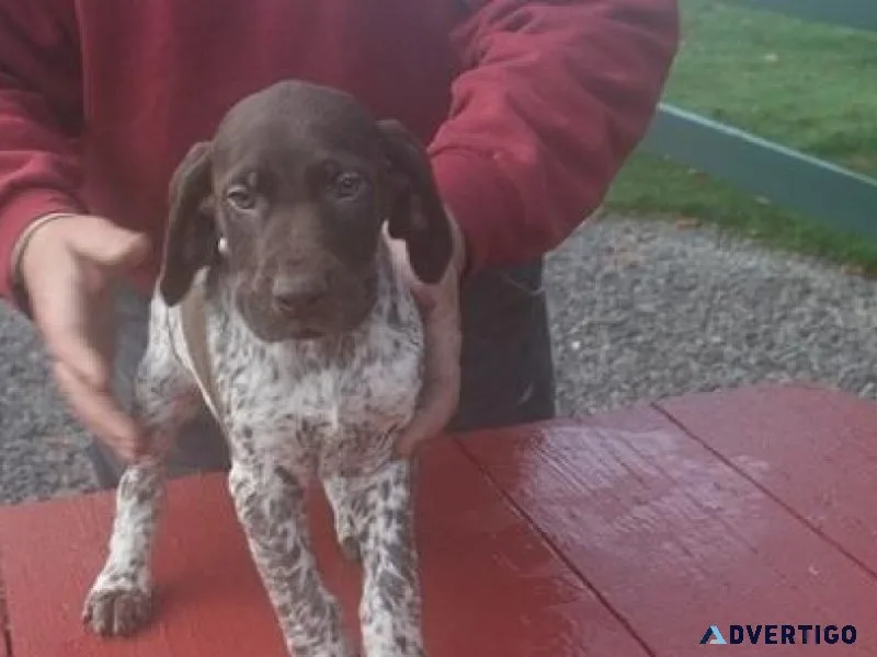 Adorable German Shorthaired Pointer Puppies