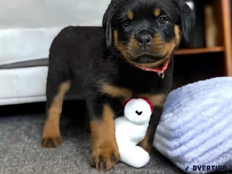 Magnificent Rottweiler puppies for Adoption