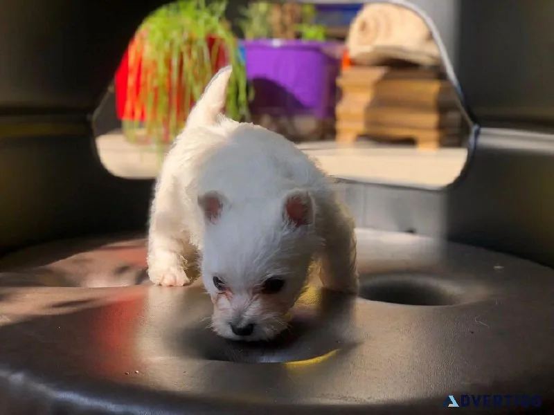 West Highland White Terrier  Babies