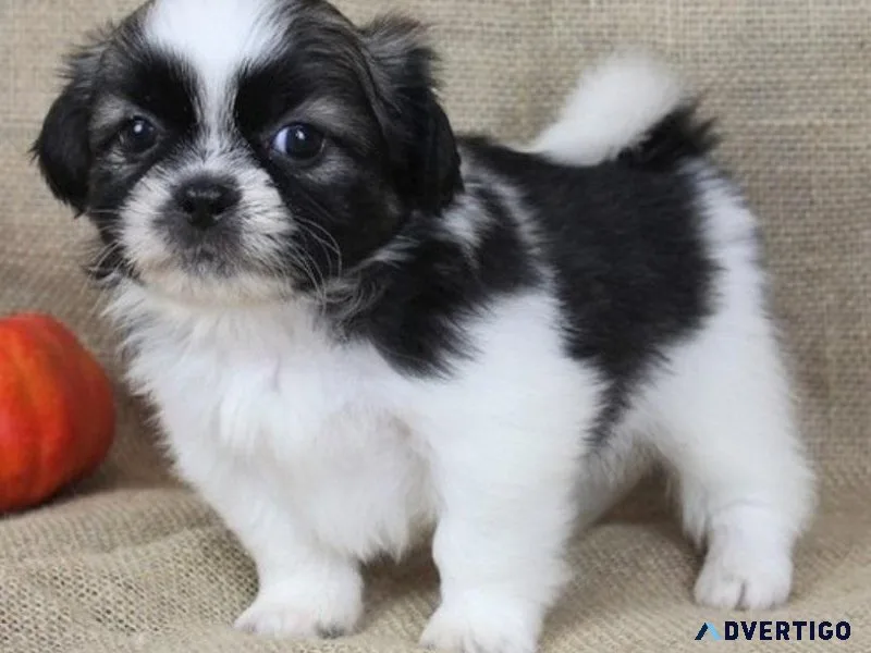 Amazing Shih tzu Puppies For Adoption