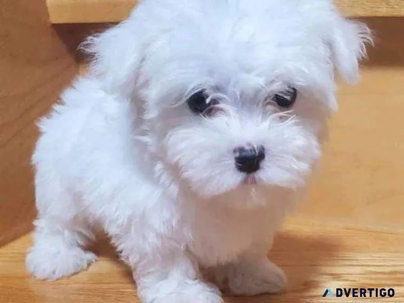 Charming Teacup Maltese puppies ready for adoption