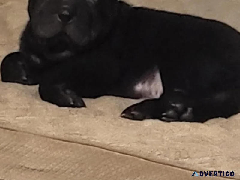 Adorable Shar-Pei Puppy Needs His FOREVER HOME