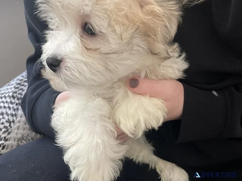 Three Havanese puppies. One girl and two boys