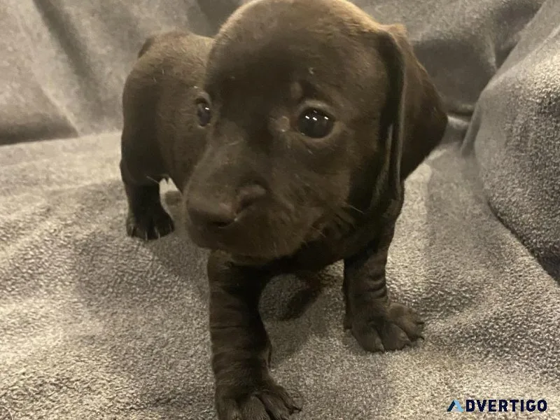 Miniature dachshund