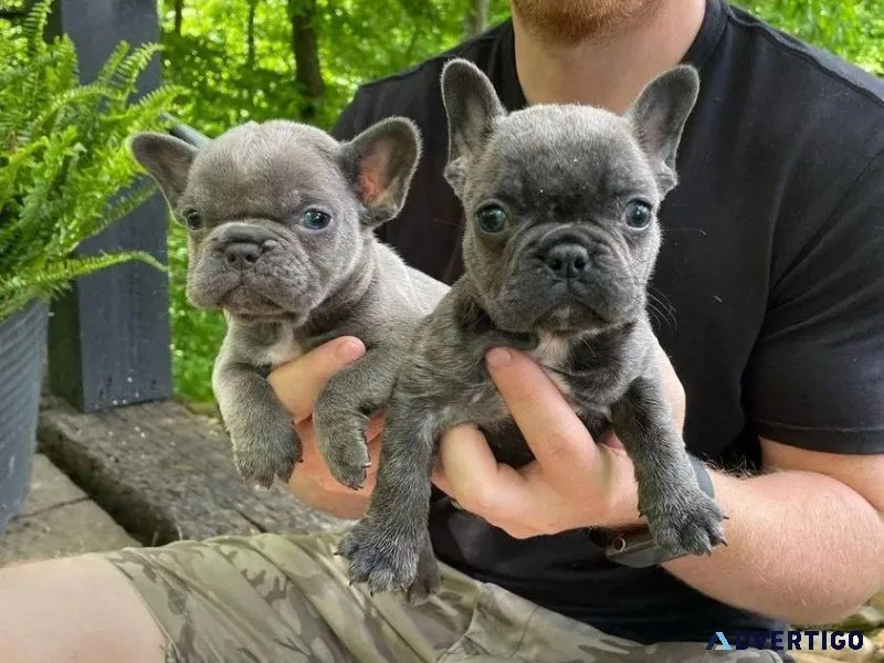 High breed quality french bulldogs