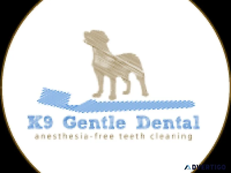 Affordable Canine Dental Cleanings - Book Now