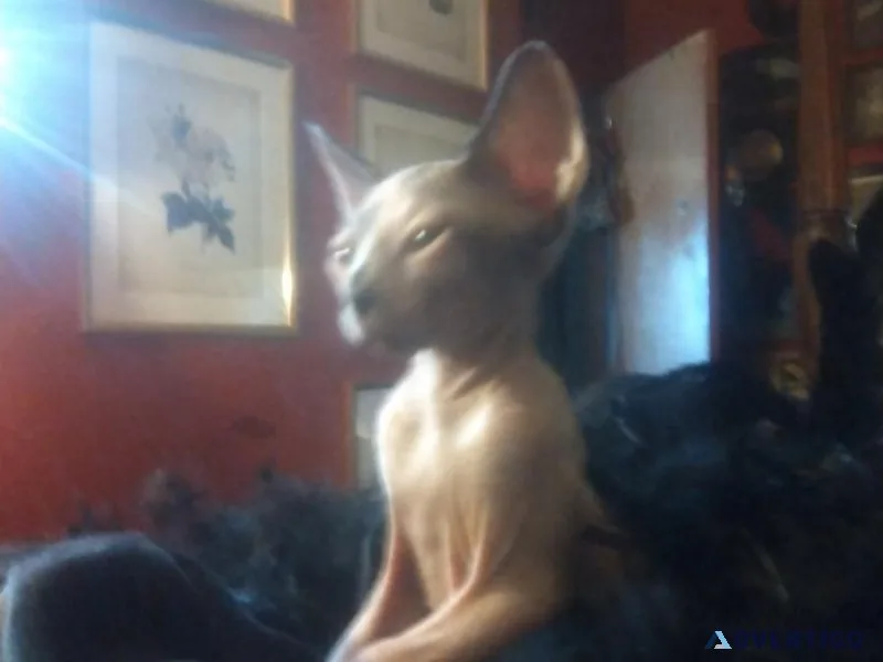 Blue seal point sphinx &quotlady bug&quot