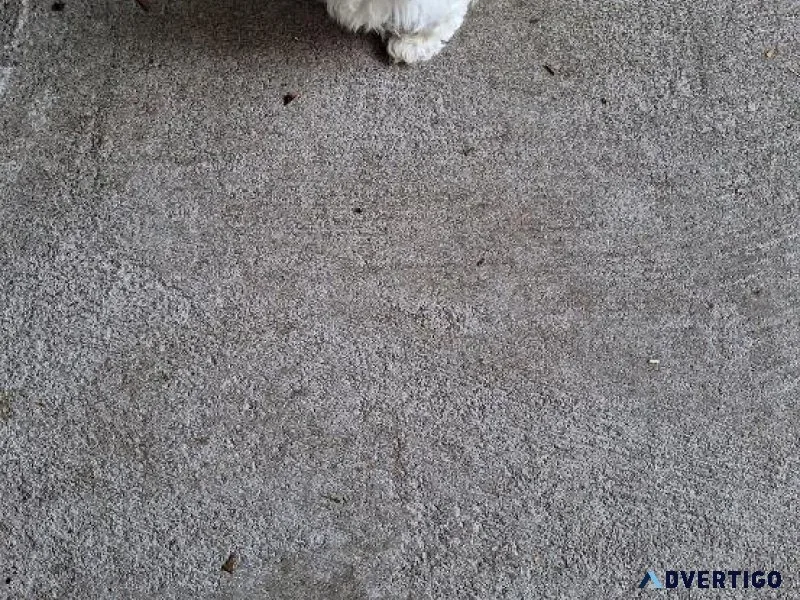 2 MALTIPOO PUPS
