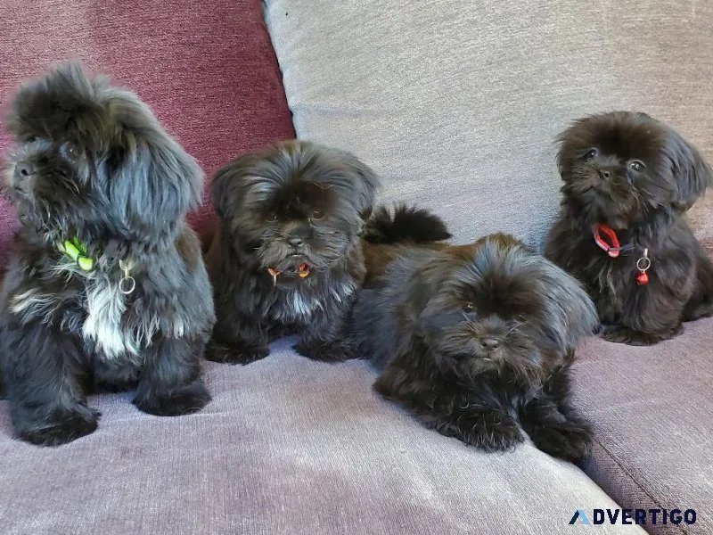 Loving Shih Tzu puppies
