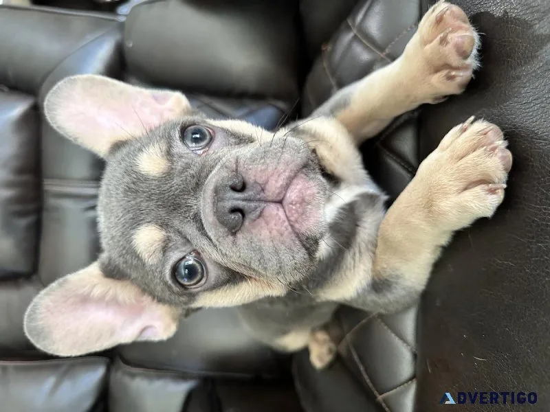 French bulldog
