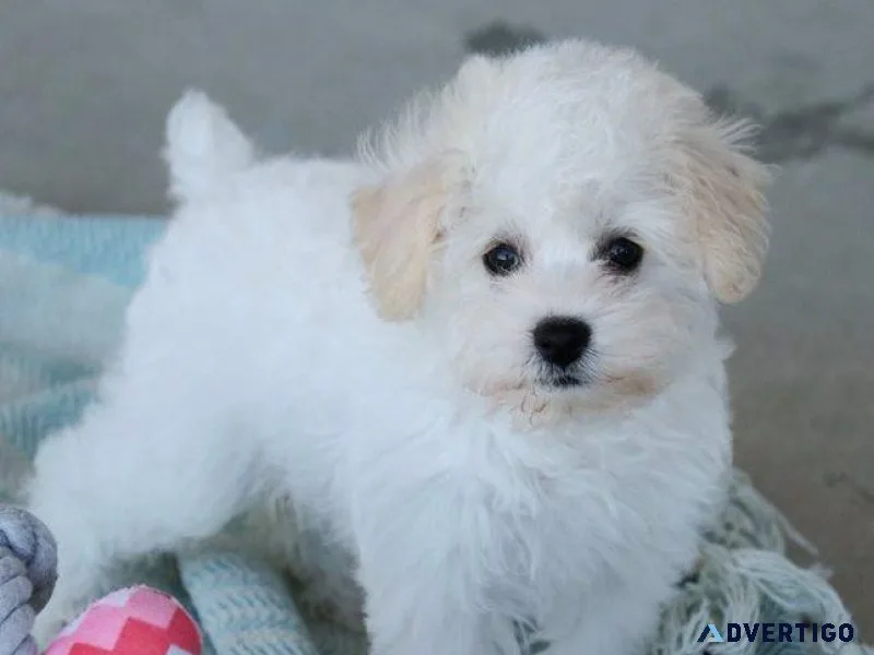 Adorable Schnoodle Puppies Available Now