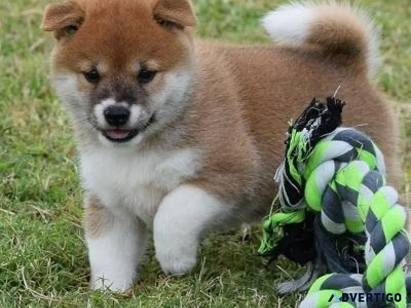 Amazing Shiba Inu puppies for Adoption
