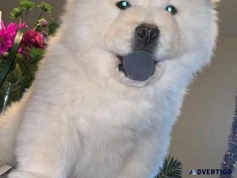 Home raised Chow Chow Puppies For Adoption