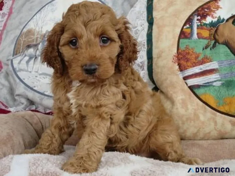 Lovely Cockapoo Puppies For Adoption